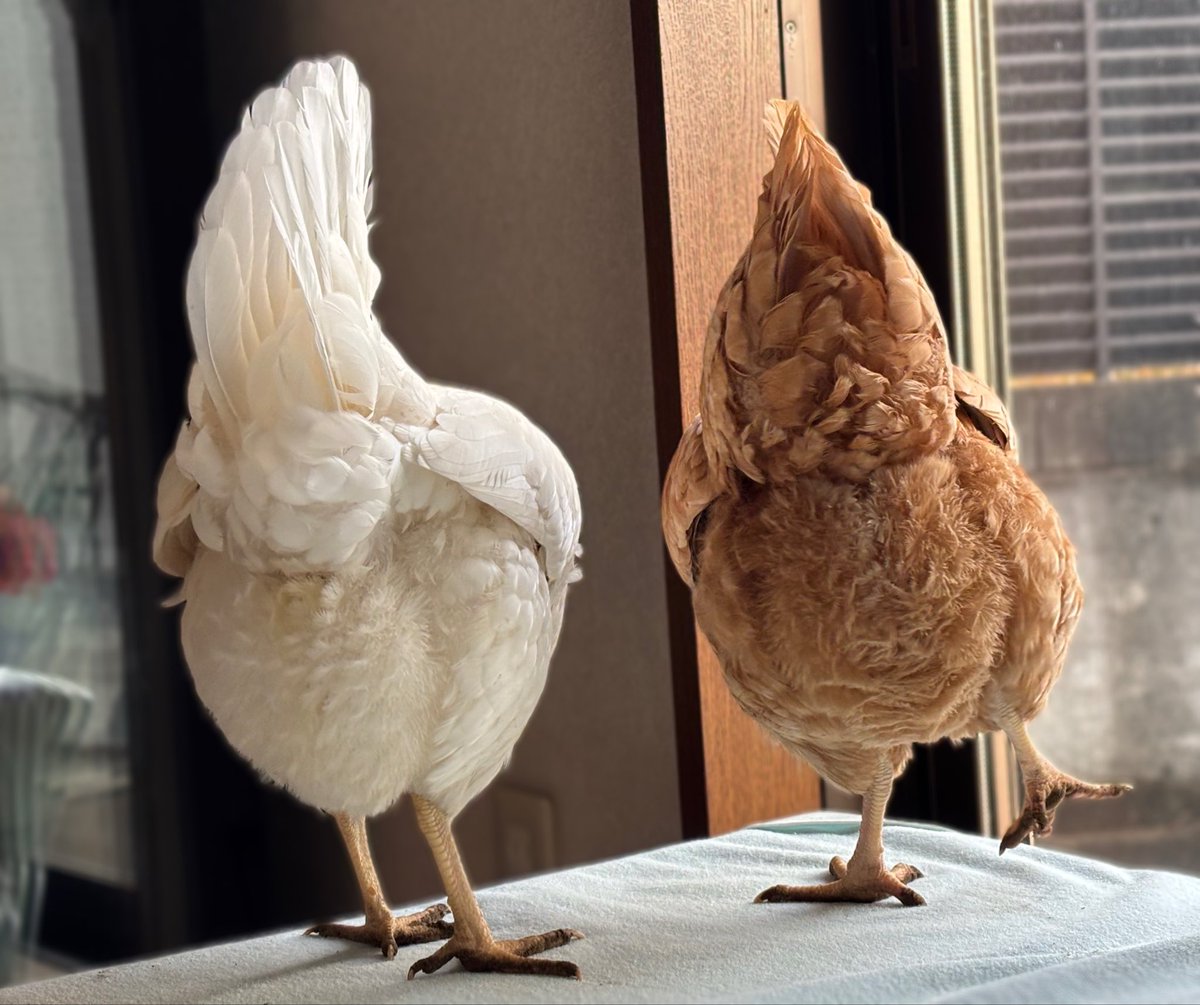 mii11119's tweet image. おしりの妖精🧚‍♀️🧚