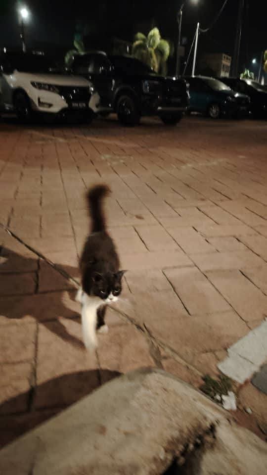 Kucing Terbuang tweet media