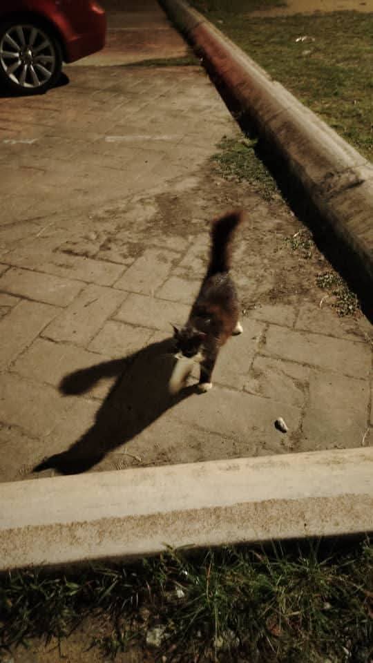 Kucing Terbuang tweet media