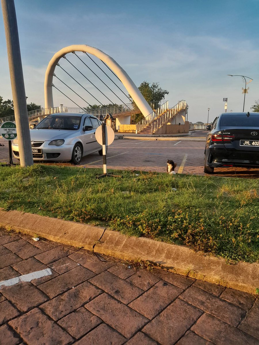 Kucing Terbuang tweet media