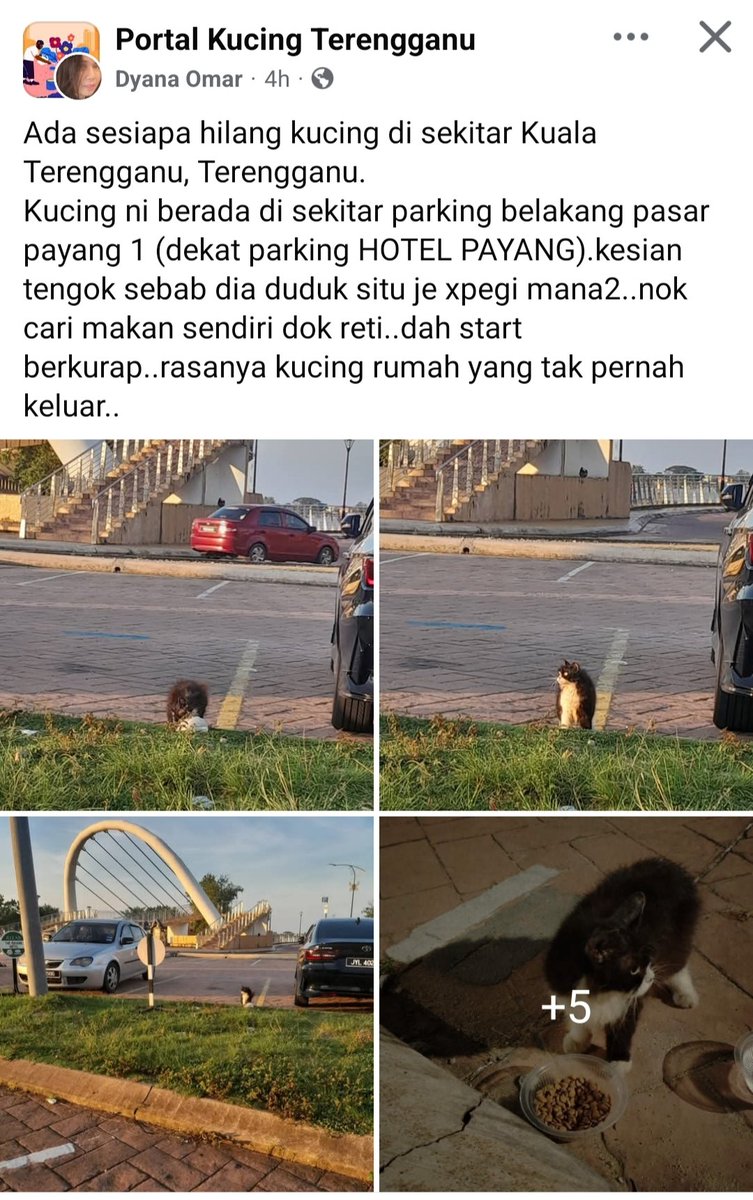 Kucing Terbuang tweet media