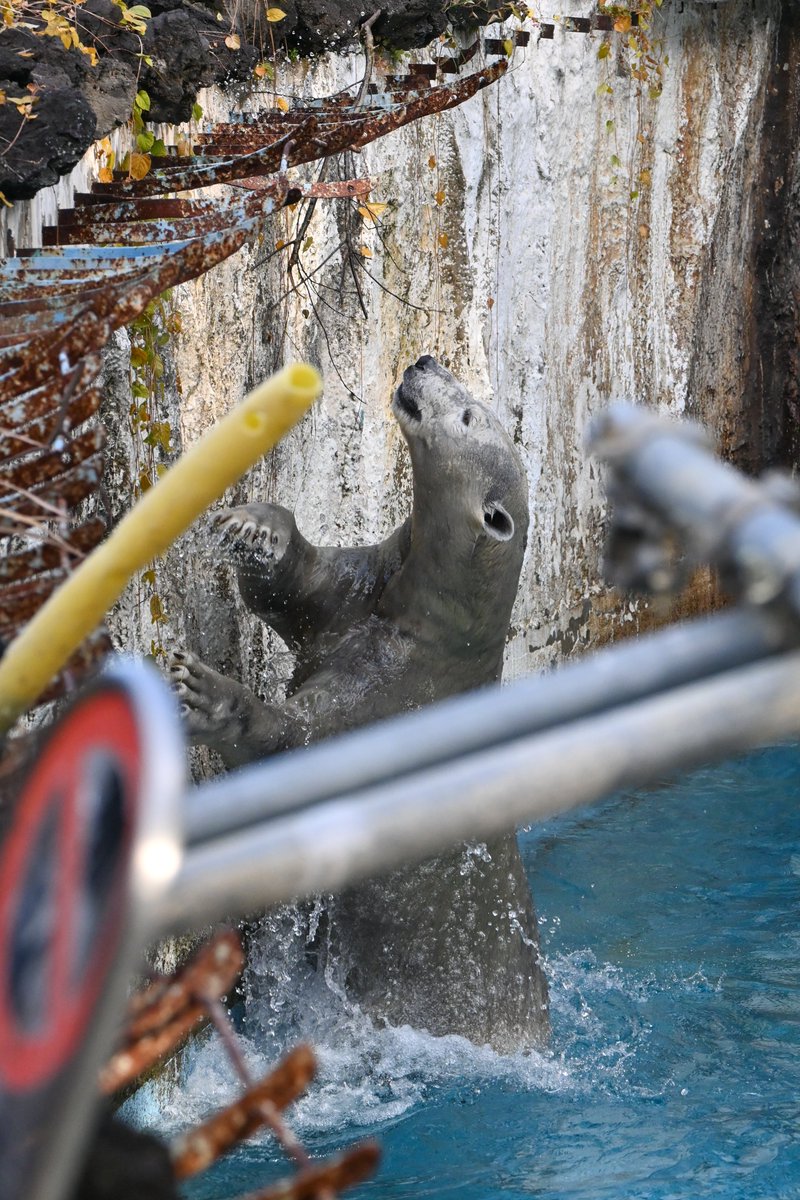 ※おやつはセットされてません

📷2025.12.20

＃天王寺動物園
＃ホッキョクグマ
＃ホウちゃん