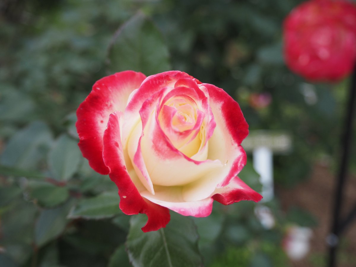 今「クリスマス」というのは
 「孫にプレゼントを贈る」という日で

それも 早々に配ってしまったので

昨日はケーキもチキンも食べず

窓拭き掃除をしてました