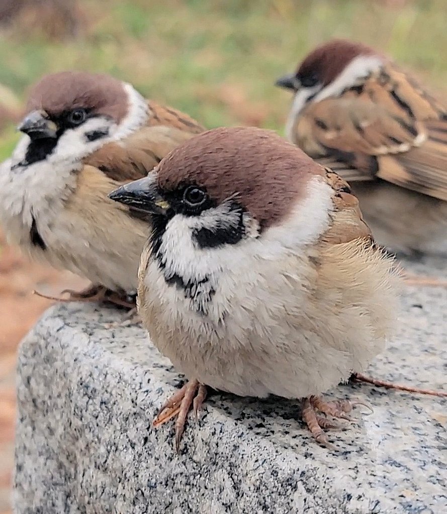 pipipi♥️ ズートピア2 公開日🦊🐰 とりあえず1回目♡良すぎるほど良かったです♡