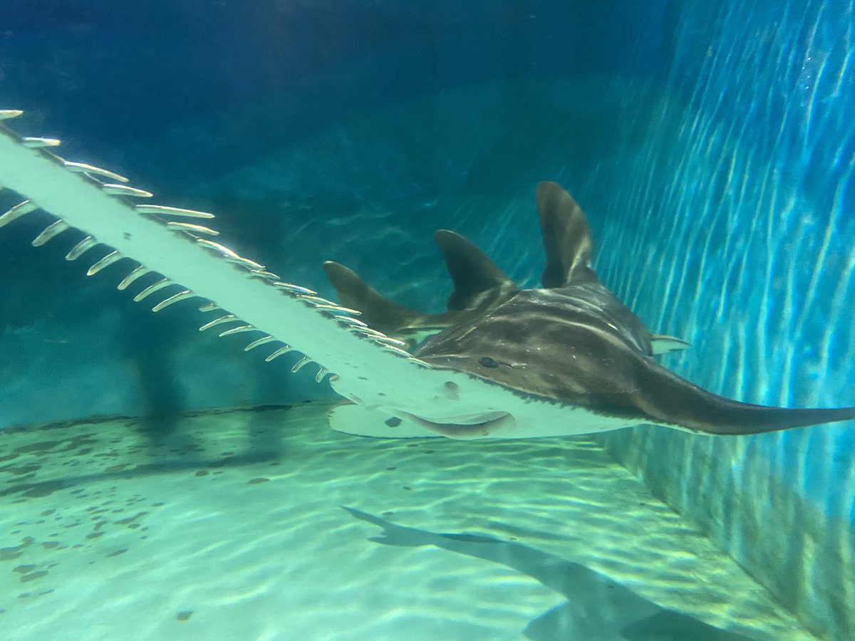 iseseaparadise's tweet image. 【Merry Xmas🎄】

皆様に、嬉しいお知らせがあります☺️

国内飼育最長記録更新中のオオノコギリエイの展示を再開しています✨

ノコギリエイの展示は現在当館を含め国内2園館のみとなっています‼️

皆様会いに来てくださいね😄