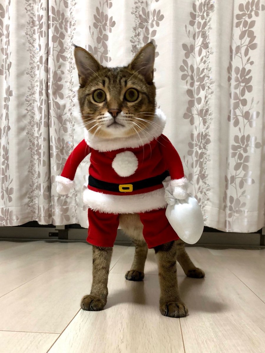 Image for the Tweet beginning: いつも単純にコピペしてた【reset.css】

難しそうだったからちゃんと読んでなかったけど、とってもシンプルな宣言なんだね😊

🎅今日の学び🎄
✅️reset.cssをみるとデフォルトが分かる
✅️無駄なCSSを書かなくて良くなる

中級編：中断して復習中
学習208日目 2H (累計521H)

#デイトラ
#Web制作 