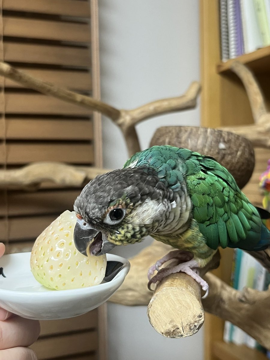 turtle03114's tweet image. 달달한 딸기향 앵무🍓🤍