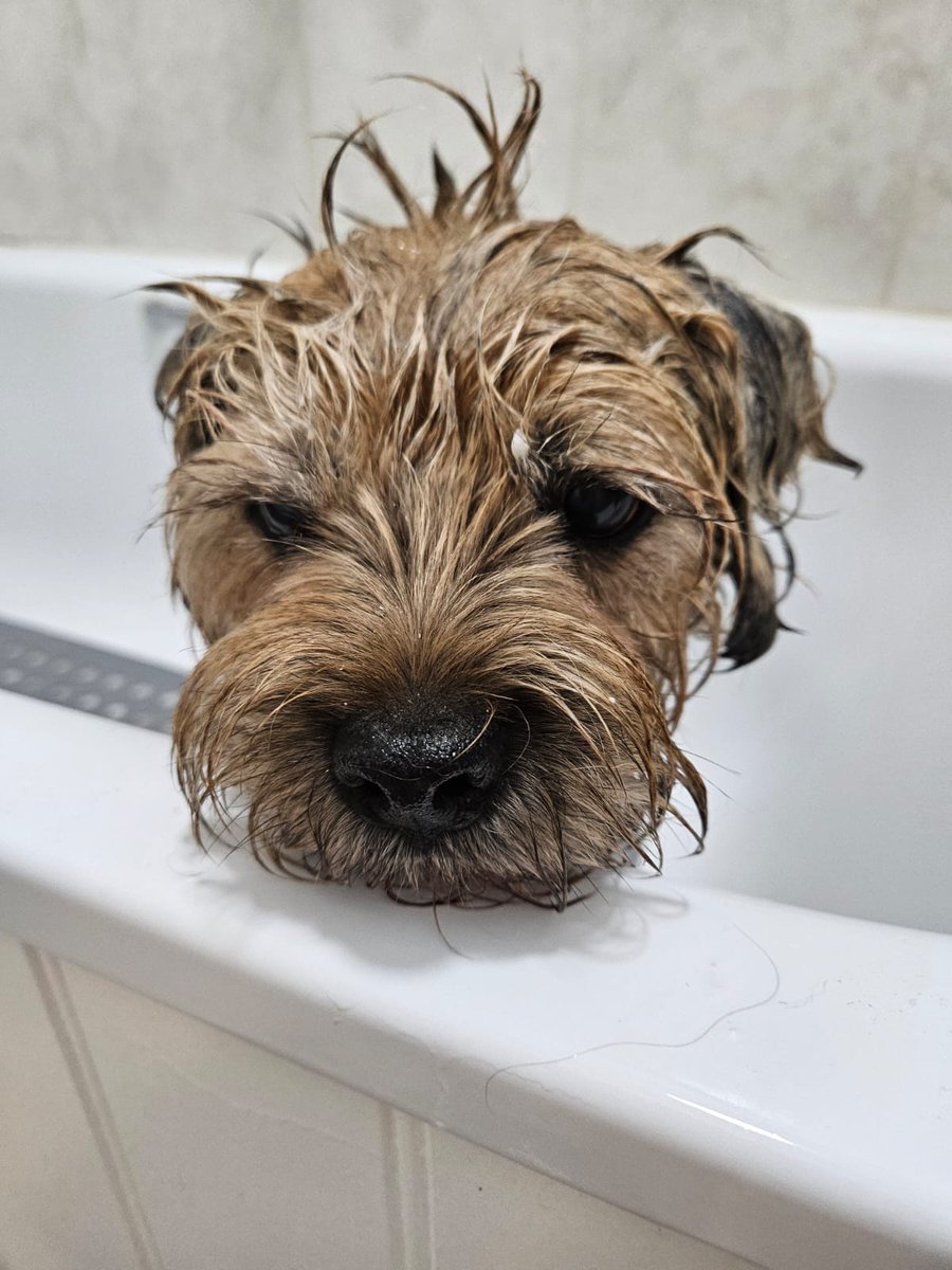 Cobbetts beers tweet media