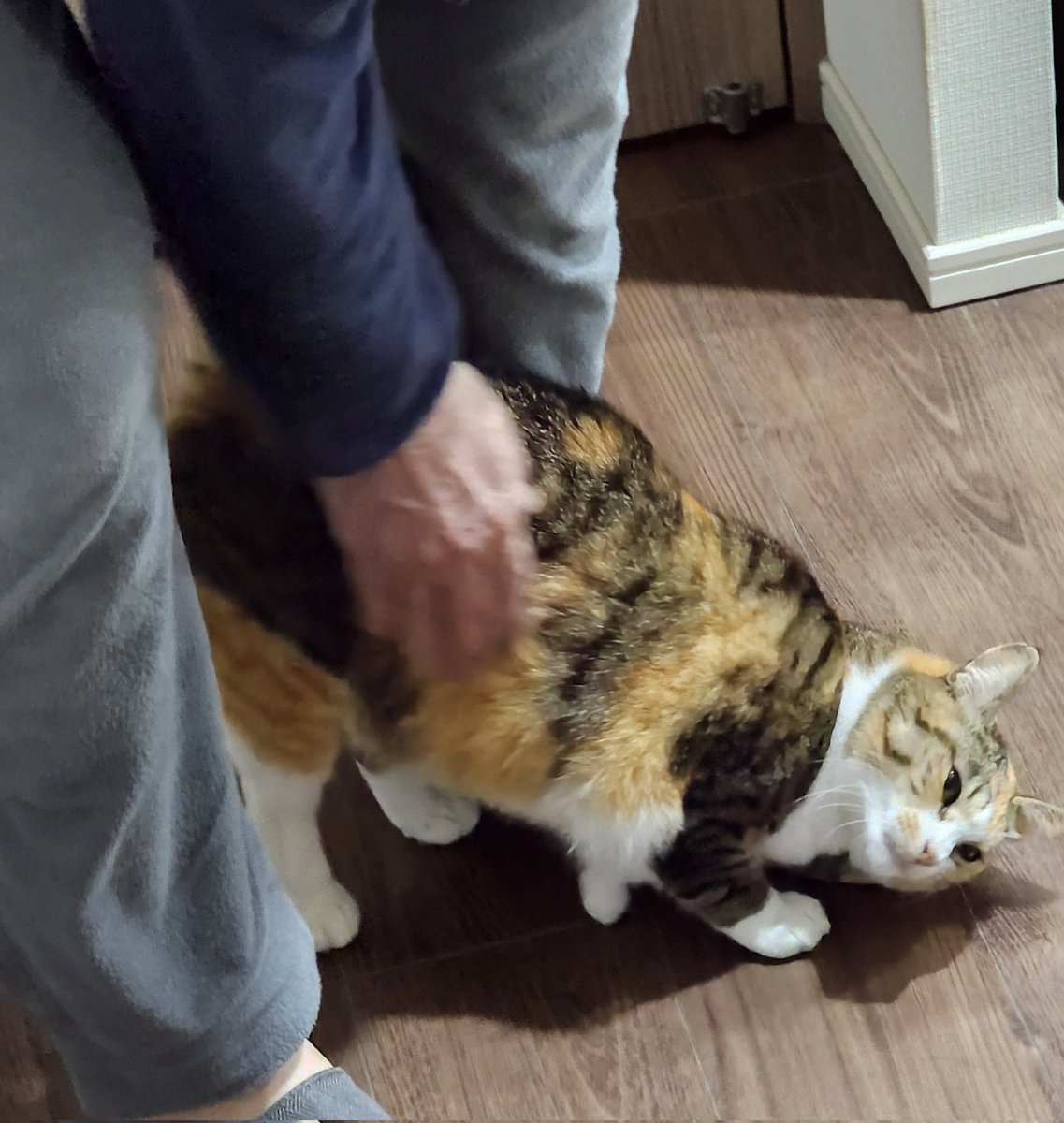 ネコももちゃん Post by モモ🍀 on X: ～🥰