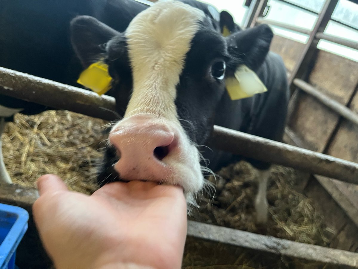 ハッチからおはようし。🐮🎄