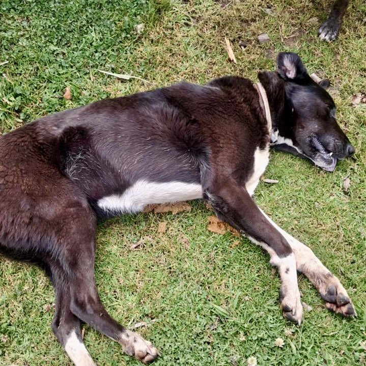 andreanimalidad's tweet image. 🎗️Ella era Wayú: una perrita rescatada por la Asociación Defensora de Animales. Vivía amada, libre y feliz. Estaba perfecta. Hace unos minutos murió infartada, durante  intensas e incesantes explosiones de pólvora. Qué dolor. Qué maldito flagelo es la pólvora. #LeyCielosEnCalma…