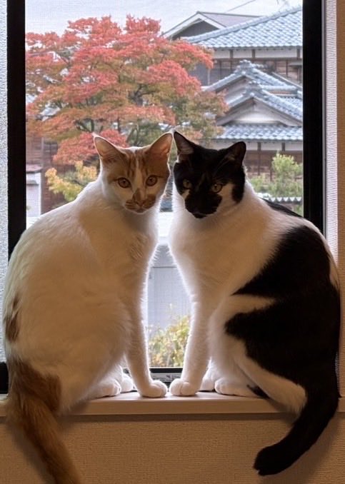 pkcjfw's tweet photo. #ニャルソック

秋冬ver
紅葉🍁

新潟県にお引っ越し

雪が降らなくて少し安心したような
さみしいような

#もんじとレオ

@ALSOKnow https://t.co/PFVO7maWmQ