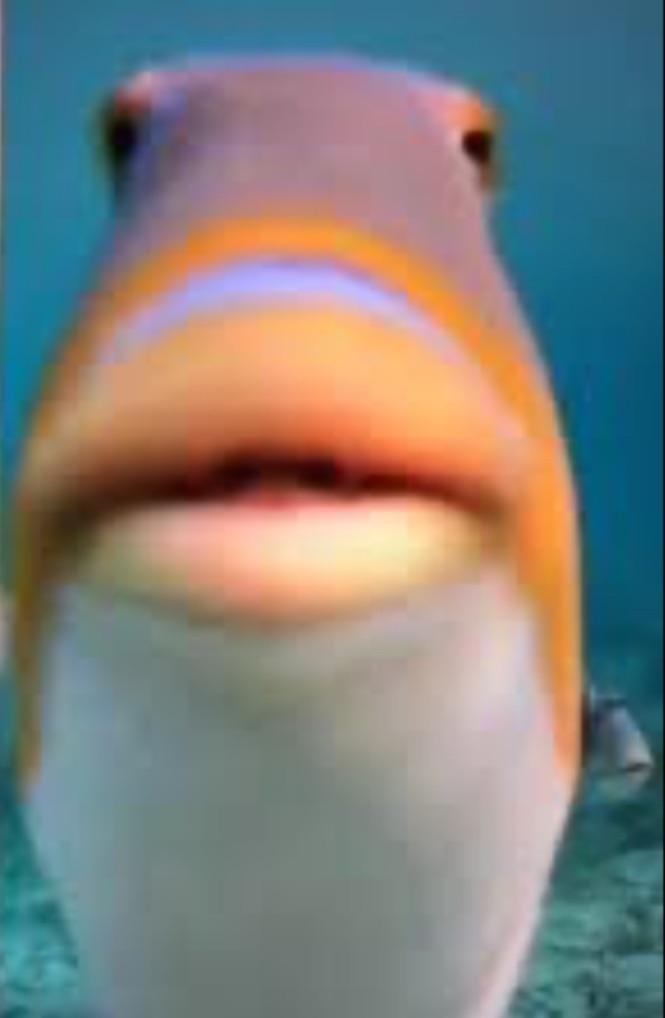 q harías si te llamo a medianoche y te grito SUPER EXCELENTE, SUPER MARAVILLOSOOOOOO?