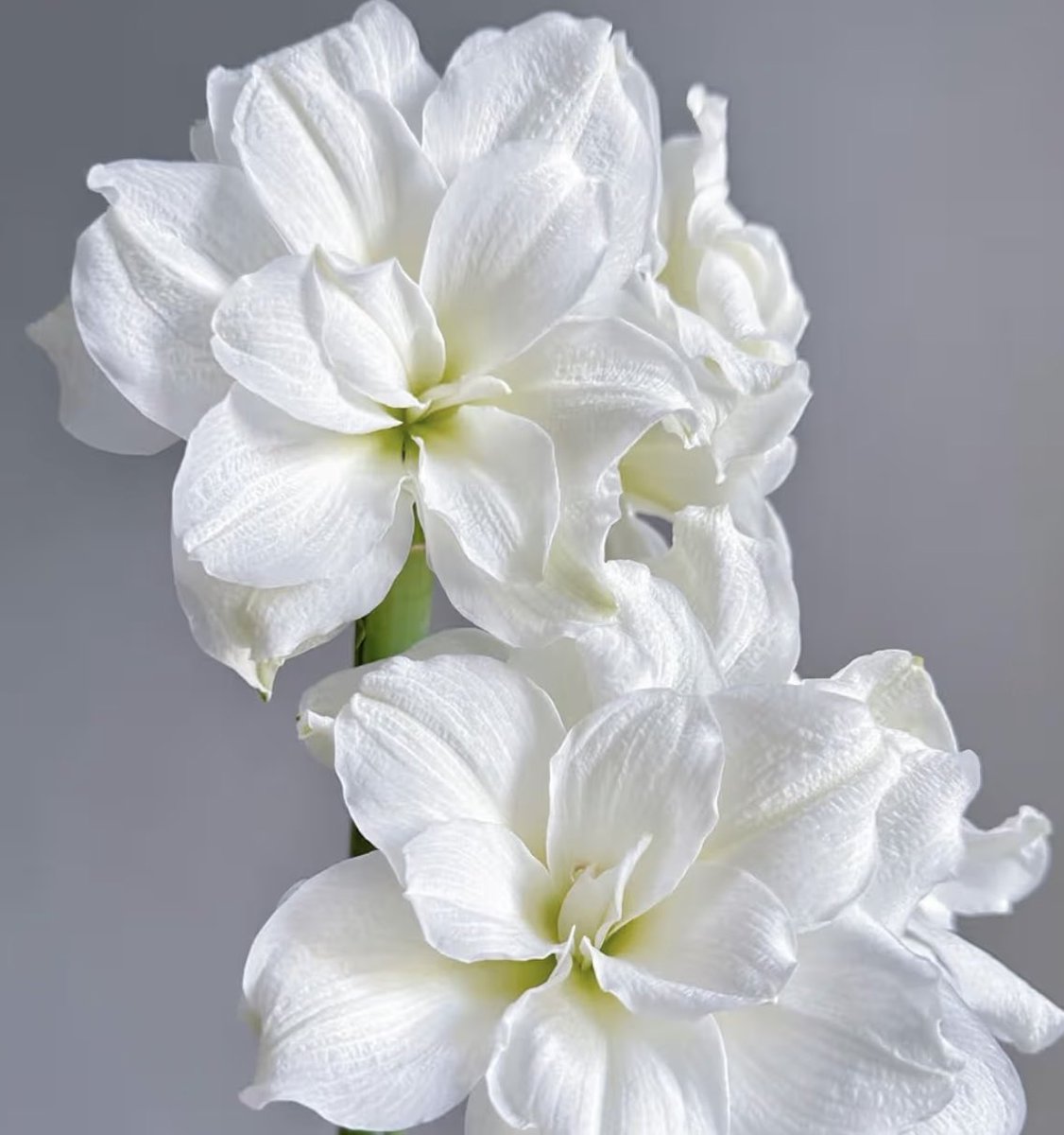 _Sim_Rama_'s tweet photo. • -—————— [12:23-24-25:7] ——————- •

        … it is in flowers that we find scripture …
            written in the petals of the amaryllis
                   is the queen’s perfect picture https://t.co/HddR2sp6ot