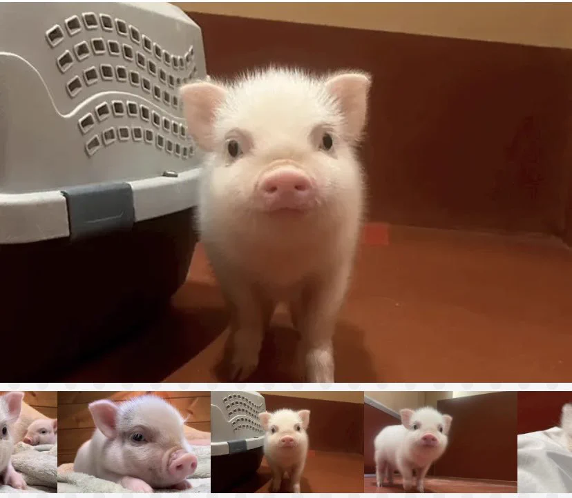 今日のpig - Търсене / X