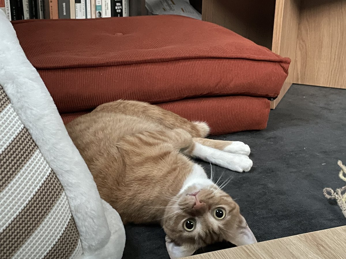 doubleideaa's tweet image. 멜크