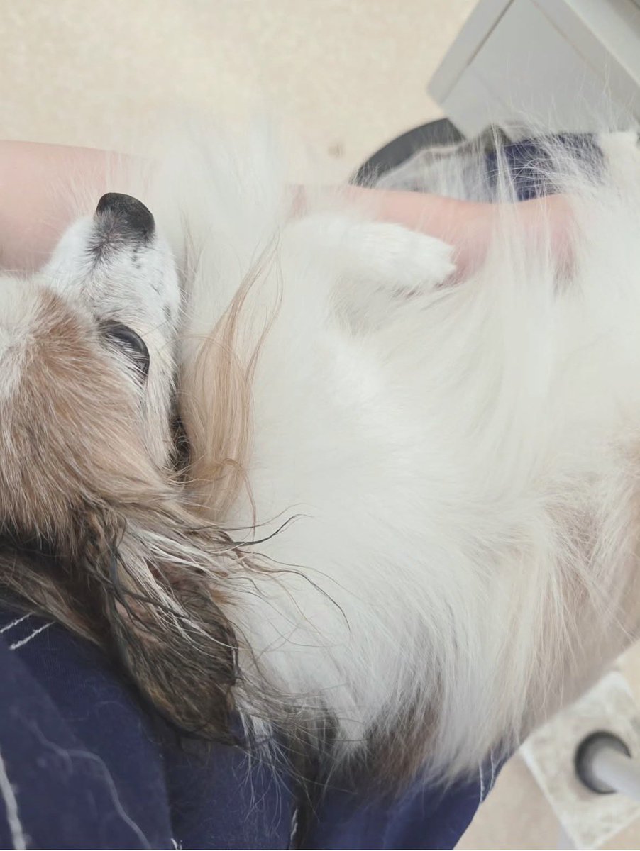 メリークリスマス🎄🪅✨

プロシャン行ってきたよ🧴🚿
極度にドライヤー嫌いなちょこ😹
トリマーさんのお膝の上で乾燥中
お腹なでなでしてもらって甘々💖
お姉さんいつもありがとう😅