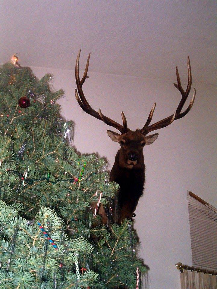 Sheryll300's tweet image. Merry Christmas 🎄