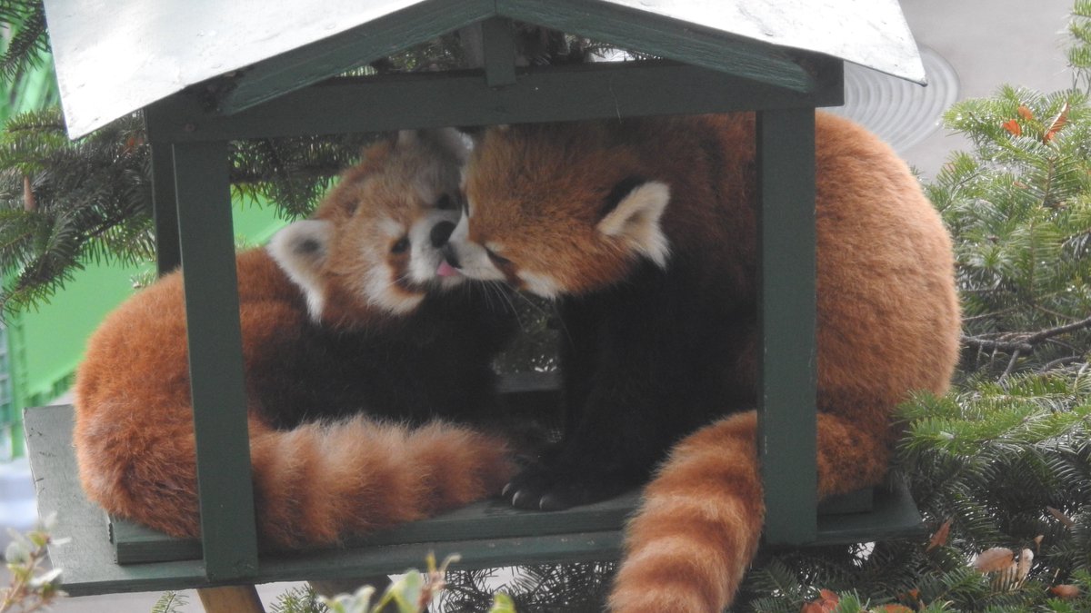 ♡ぽん  ４月分リクエストオーダー①  ブライスクローゼット  保留中 ЯinЯin(RinRin) (@mermaid4r7) / Posts / X