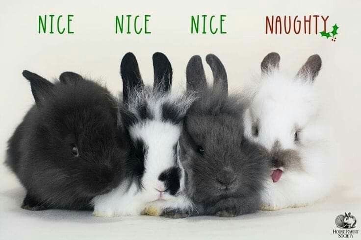 Bunnies's tweet image. 