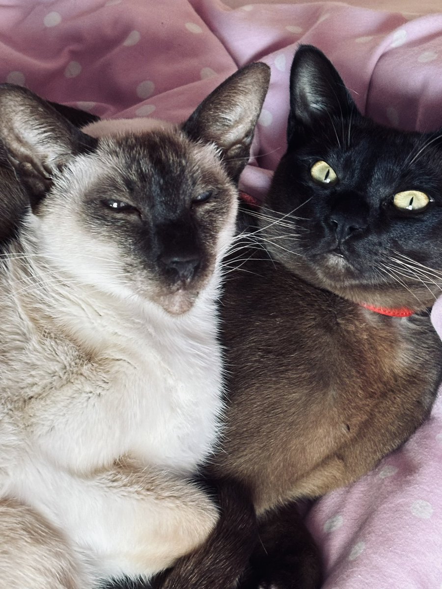 Happy Christmas from Martika and Moe! 🎄🐈❤️