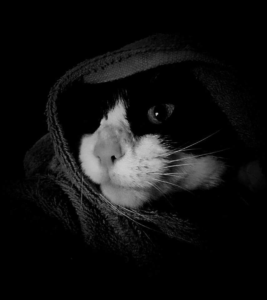Hobbitsis's tweet image. And mine thinks he's a Sith Lord
