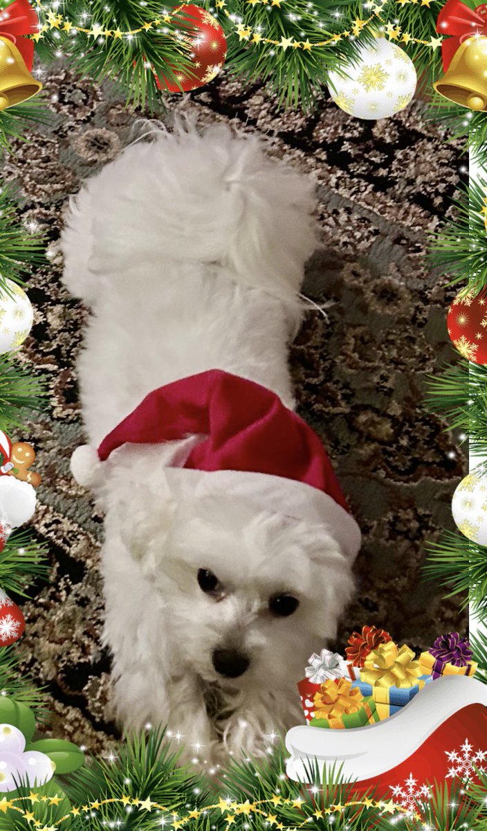 🎄🎅🏻 Merry Christmas 🎅🏻 🌲 to alls our wonderful  pals. You’s don’t know how much we enjoy you’s 
frenship. Thank’s for sharing you’s life wid us all year. We remember da frens dat we lost, and wants to let you know dat you all are da best gift we could eva get. We’s ❤️ you!