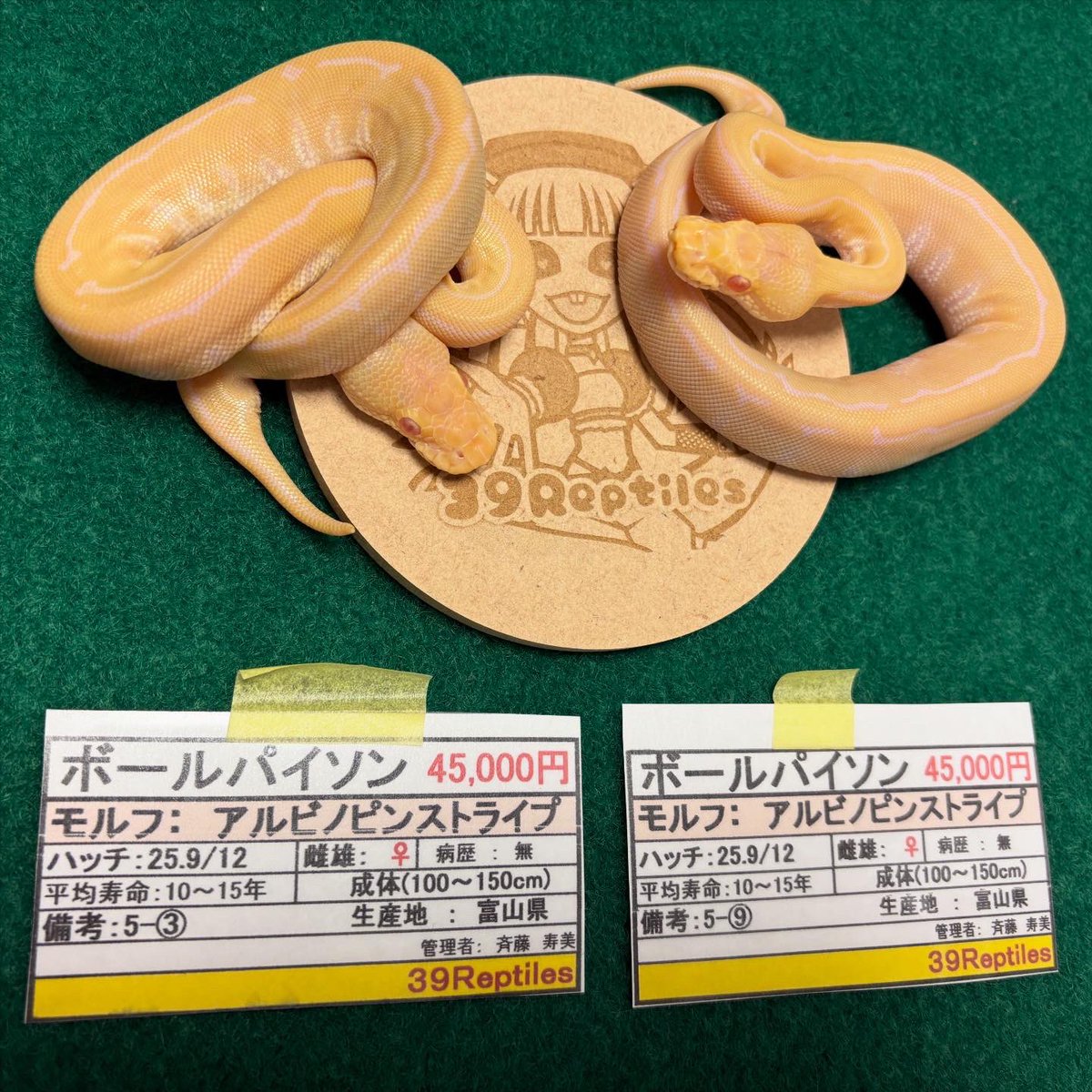 39Reptiles！サンキュー爬虫類 tweet media