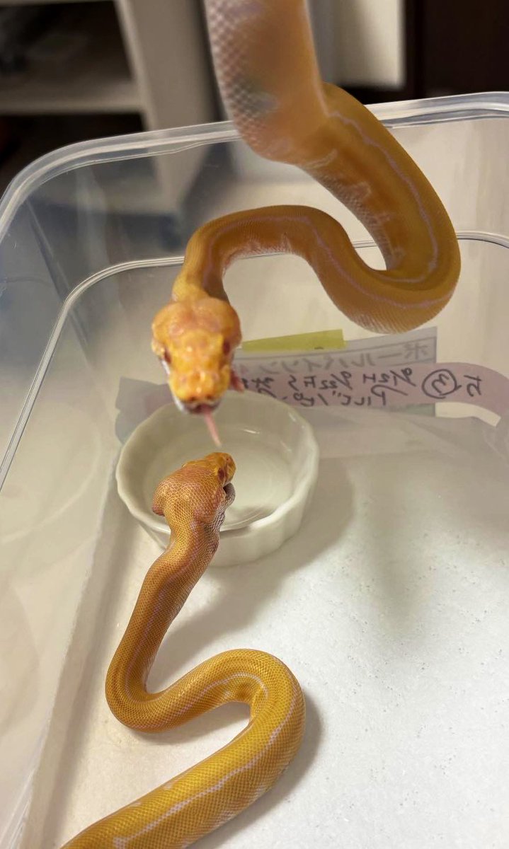 39Reptiles！サンキュー爬虫類 tweet media