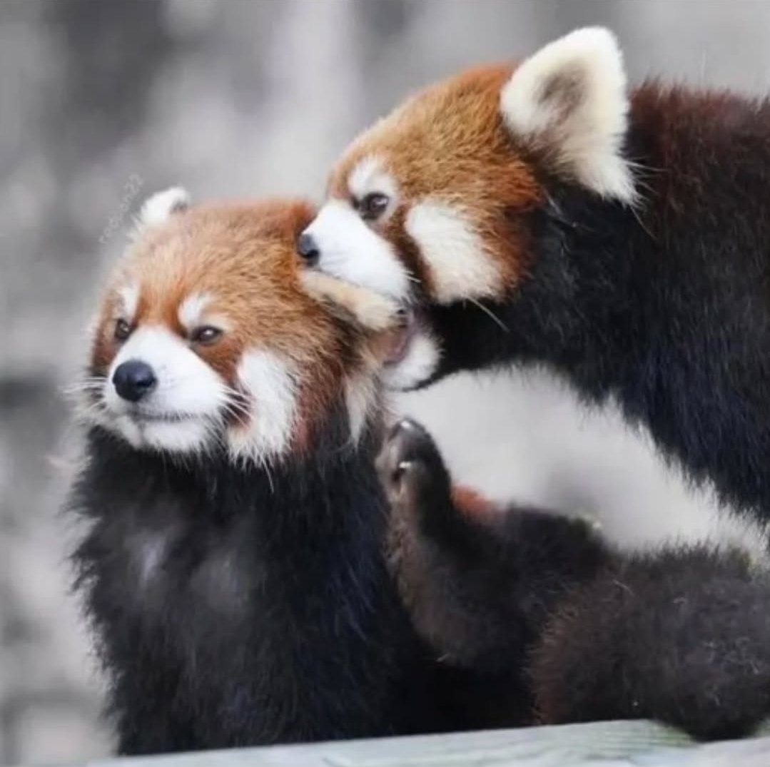 ThatOneColor's tweet image. I forgot who these are but this are still me favorite photos