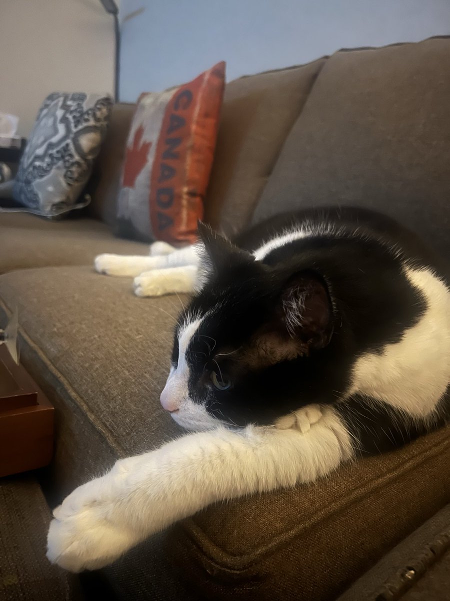 lisaleff71's tweet photo. With my mother-in-law in the hospital, again, this guy is our Christmas guest. Our main aim is to have him lose 2-3 pounds (more if we can!) while she recuperates. He’s 21lbs!!  
Way more chill than last time, and such a good boy. #snoopy #tuxedo_cat Merry Christmas one and all! https://t.co/pKMjcjxjG8