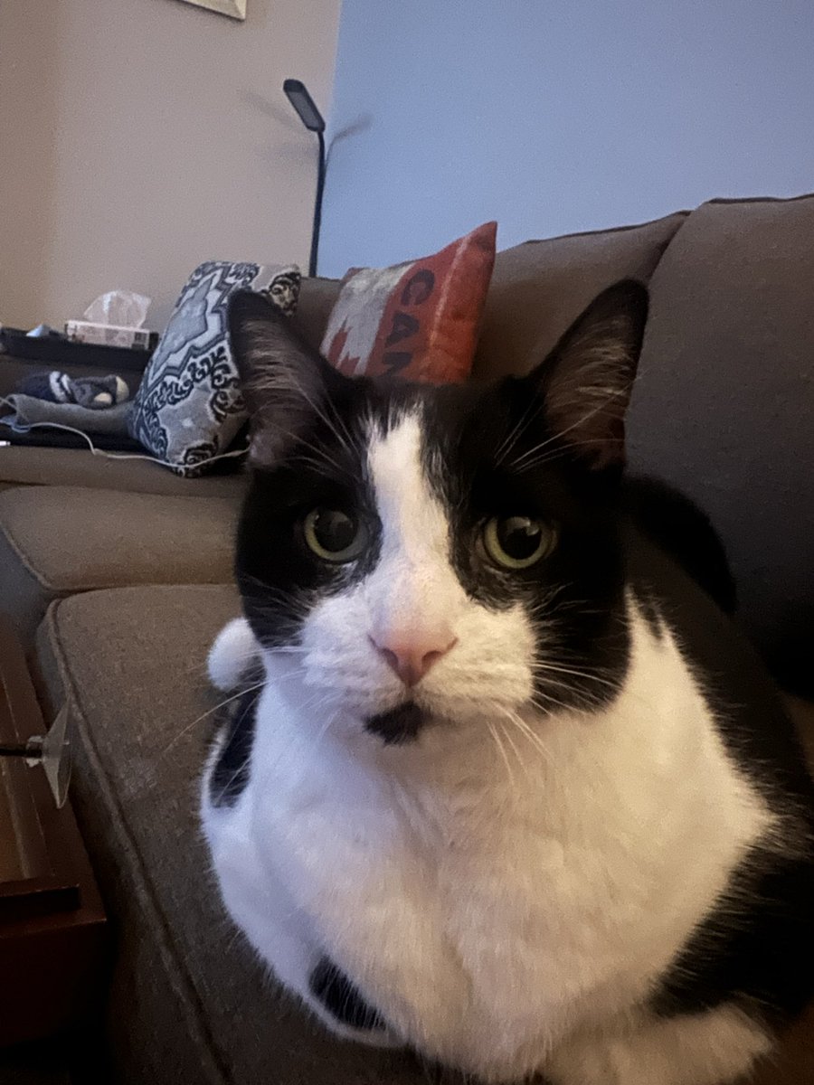 lisaleff71's tweet photo. With my mother-in-law in the hospital, again, this guy is our Christmas guest. Our main aim is to have him lose 2-3 pounds (more if we can!) while she recuperates. He’s 21lbs!!  
Way more chill than last time, and such a good boy. #snoopy #tuxedo_cat Merry Christmas one and all! https://t.co/pKMjcjxjG8