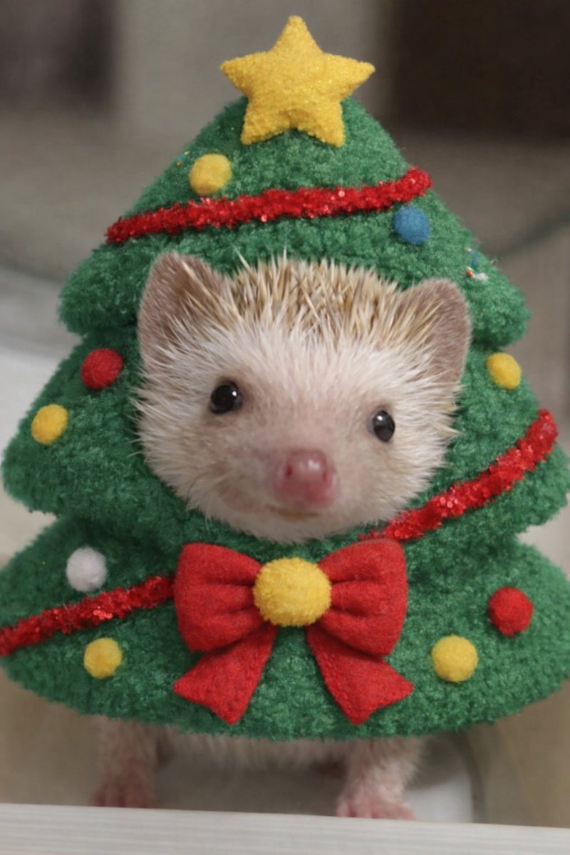 🎄Merry Christmas✨📣🦔 #はりねずみ #ChatGPT