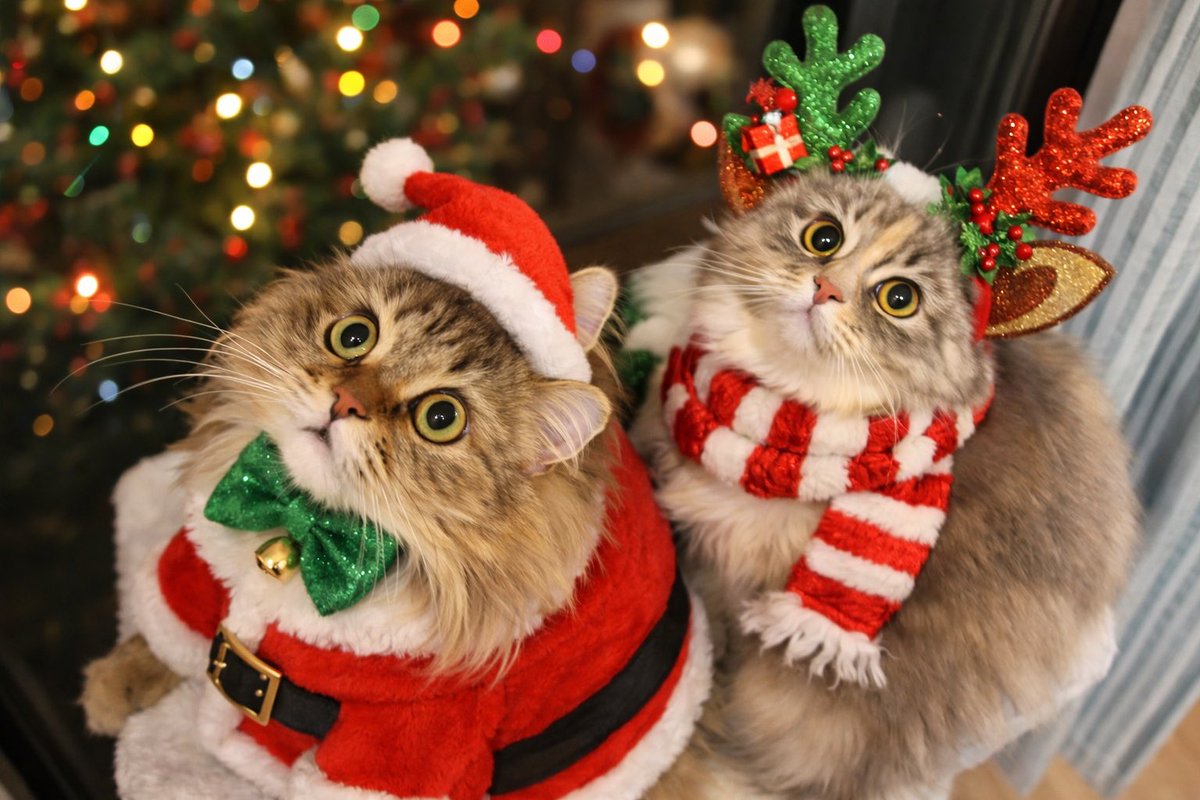 #猫 #マンチカン #猫のいる暮らし 
✨𝙼𝚎𝚛𝚛𝚢 𝚇'𝚖𝚊𝚜🎄2025