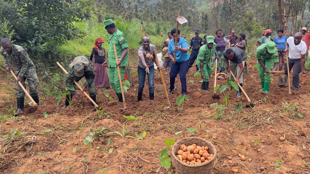 Through FH’s Farming for Value (F4V) approach grounded in our UNLOCK program model, over 500 farmers from Murundi, Ruganda, and Gashari sectors accessed 15.5 tons of improved seed and cultivated 7.5 hectares collectively.