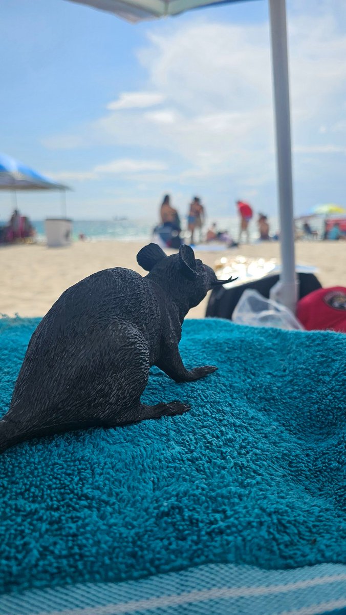 McCant4Life's tweet image. STAY TUNED FOR A MASSIVE ANNOUNCEMENT TOMORROW! A CATS CHRISTMAS PRESENT FROM US TO YOU! 🎁🙂‍↕️

@RatTrickReport @Wed3ni @JoelKJacob_ @HVTWpodcast @MiamisOG 

#TimeToHunt