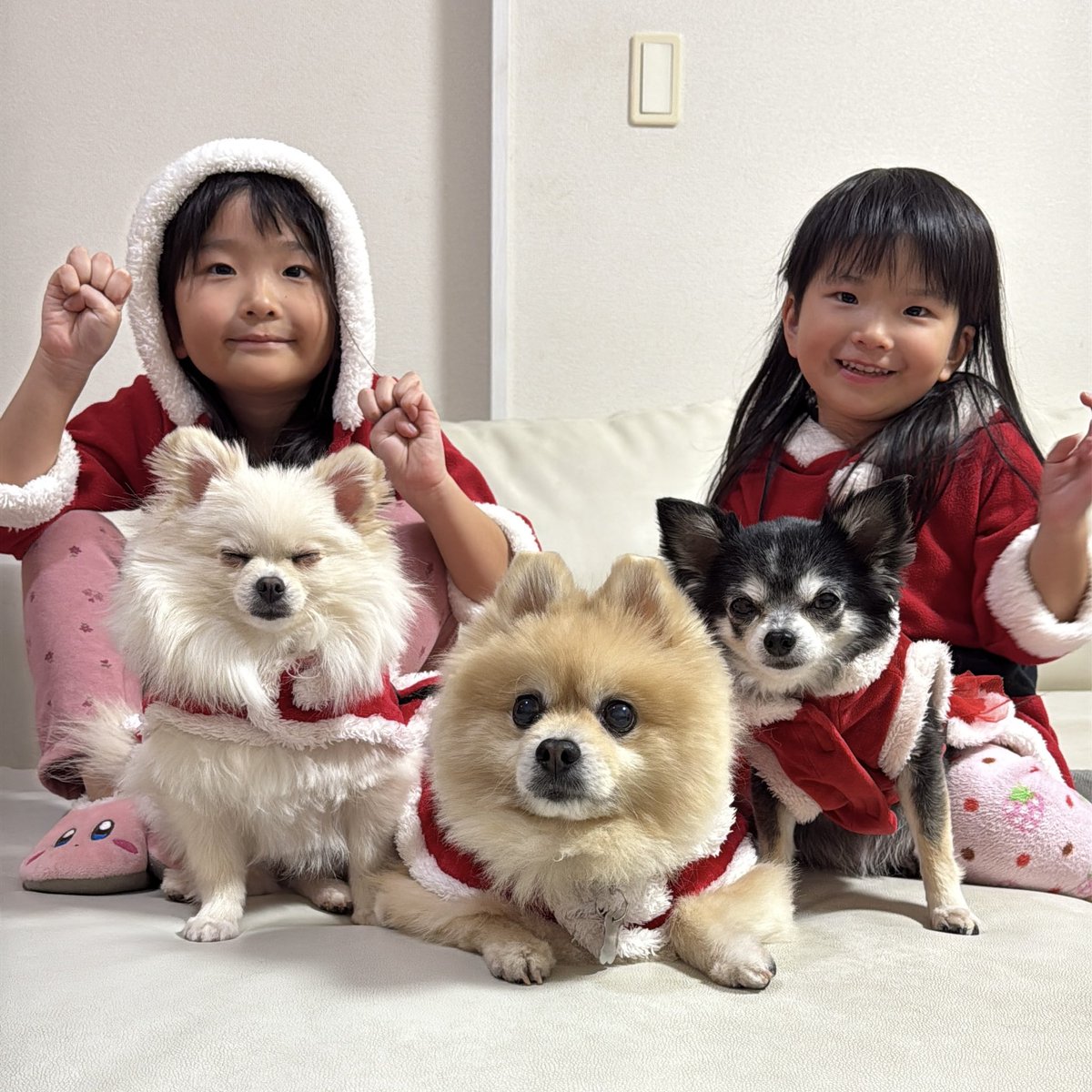 ポメラニアンのにんじゃ家 (@motopii0331) / Posts / X