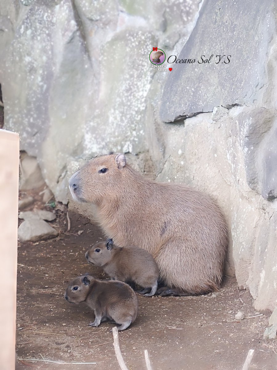 カピバラ 齋藤 洋平 (@k4JrwpXxO7ggav7) / Posts / X