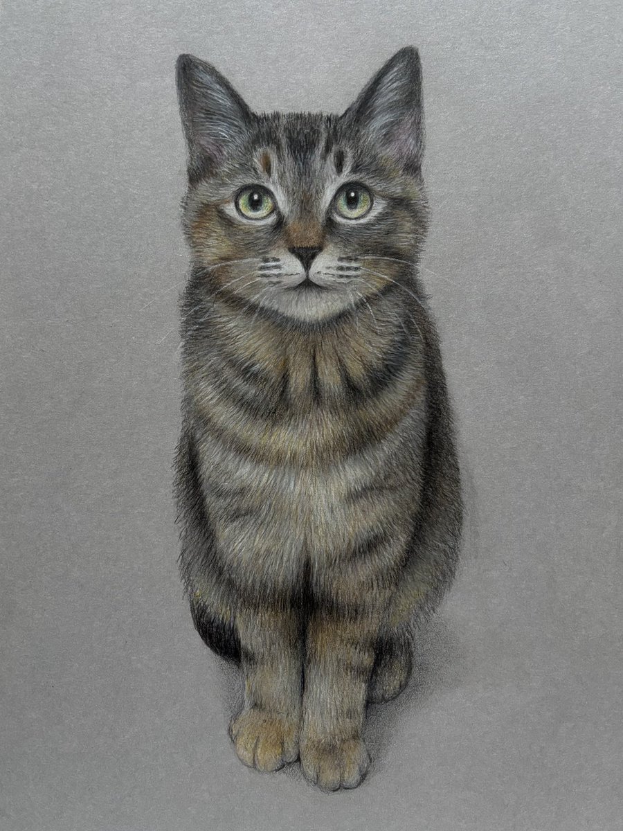 色鉛筆画(13.5×19cm)「…にっこりニャ♪」猫♡ 色鉛筆画(13.5×19cm)「寝てるの〜Zzz」…猫♡ - メルカリ