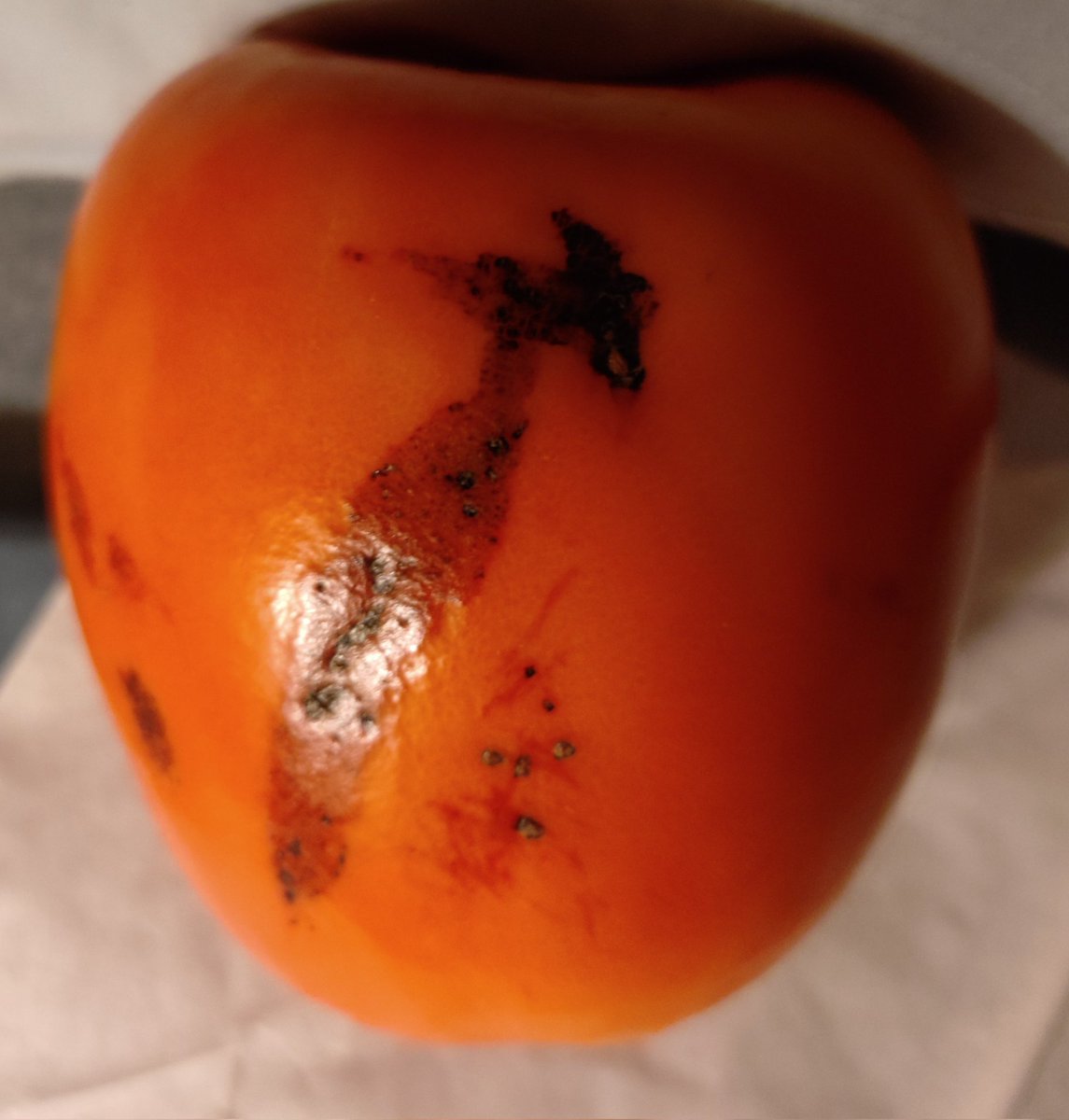 Ogin | VGen Open tweet media