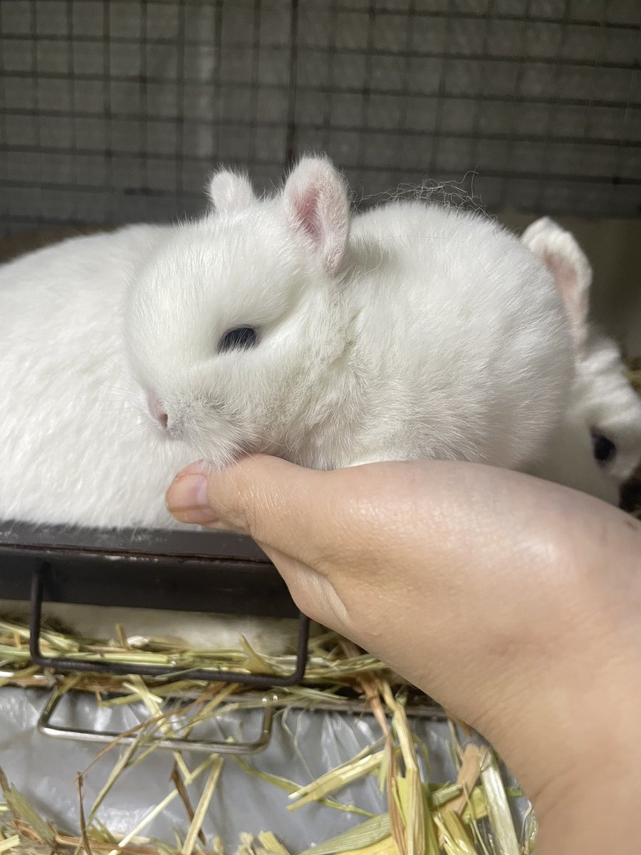 うさぎ専門ブリーダー White Rabbit (@whiterabbit_46) / Posts / X