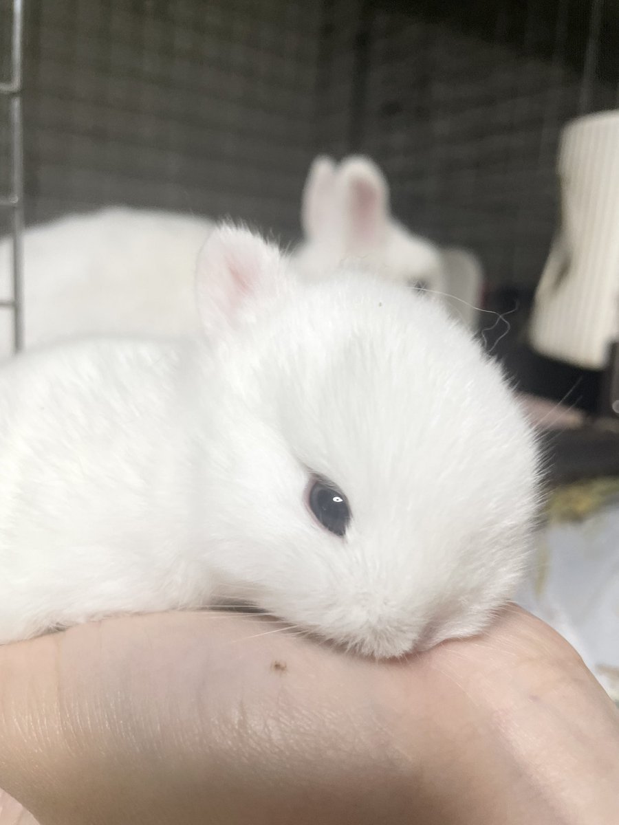 うさぎ専門ブリーダー White Rabbit (@whiterabbit_46) / Posts / X