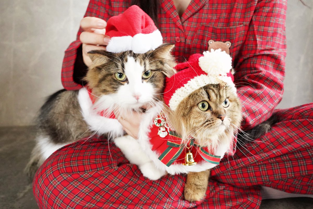 うみねこサンタ サンタニャンたちも可愛すぎる🐱🎅🏻✨