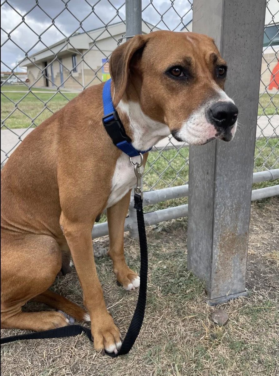 LisaBrabson's tweet image. BROWNIE #A384489 2yo 
"Why doesn't anyone care about me, I don't want to Die!"
Sweet little girl has known little kindness in her short life,only loneliness &amp;amp; pain 😢 
But if U save her wee life,she will thrive in a loving 🏡 
PLZ #ADOPT #FOSTER OR #PLEDGE FOR RESCUE ⛑️ #TEXAS