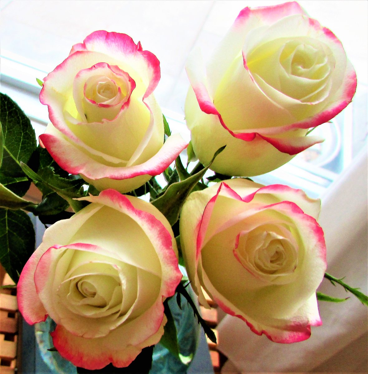 Diva_VIP's tweet image. JUST ROSES FOR CRISTMAS❤🧡💛💚💙💜🤎🤍💞💕💓💖