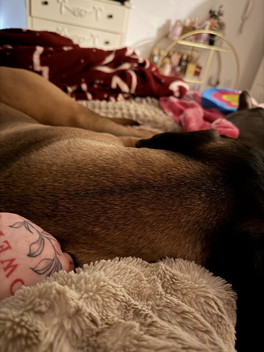 Can’t even put duvet over myself because my 8 month old puppy is so big and heavy pulling it up over myself is basically impossible whilst she’s laying on it :))