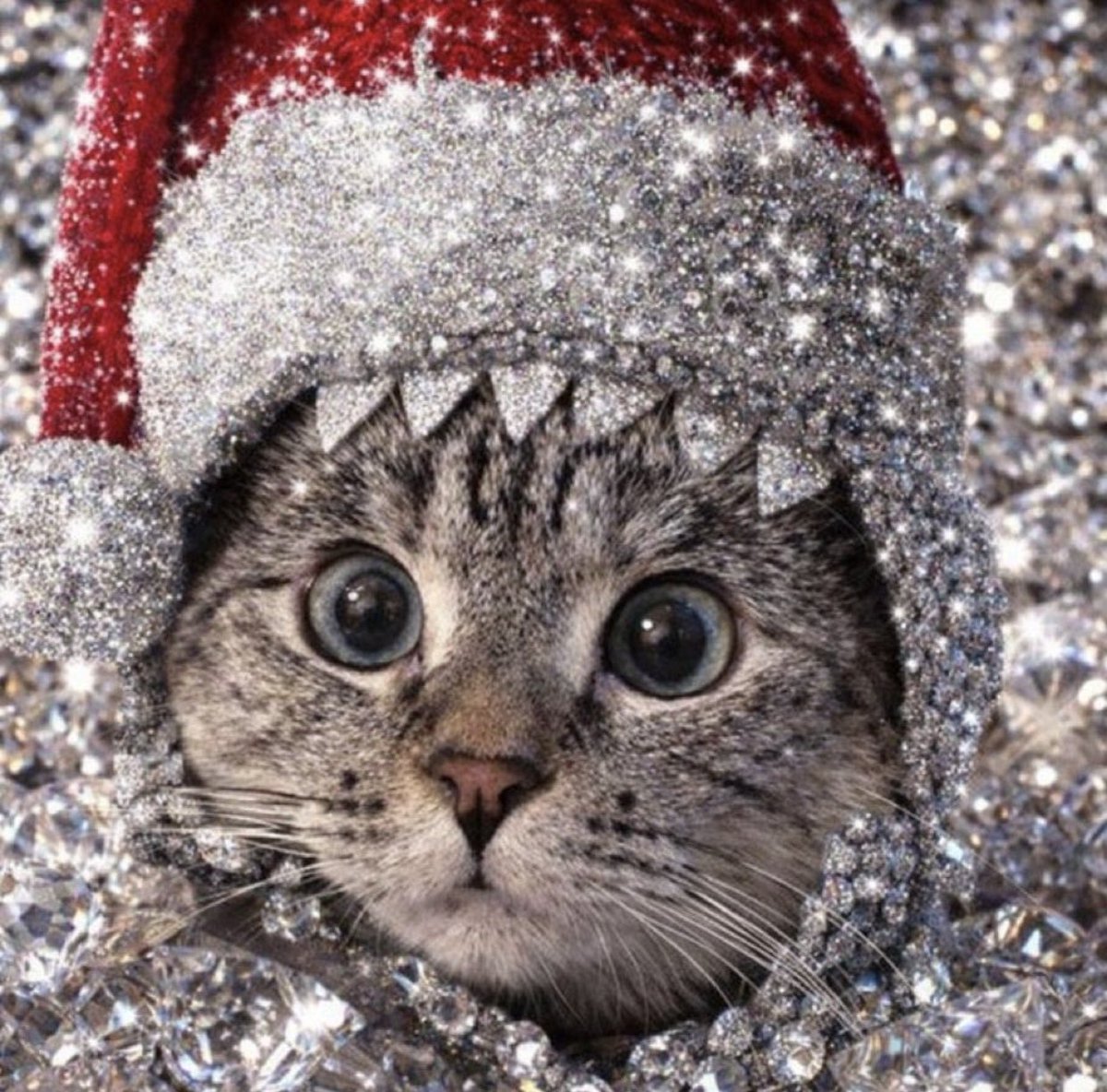 DeepFuckinOcean's tweet image. Our second Christmas together 

have a meowy christmas 🦈🐱🎄