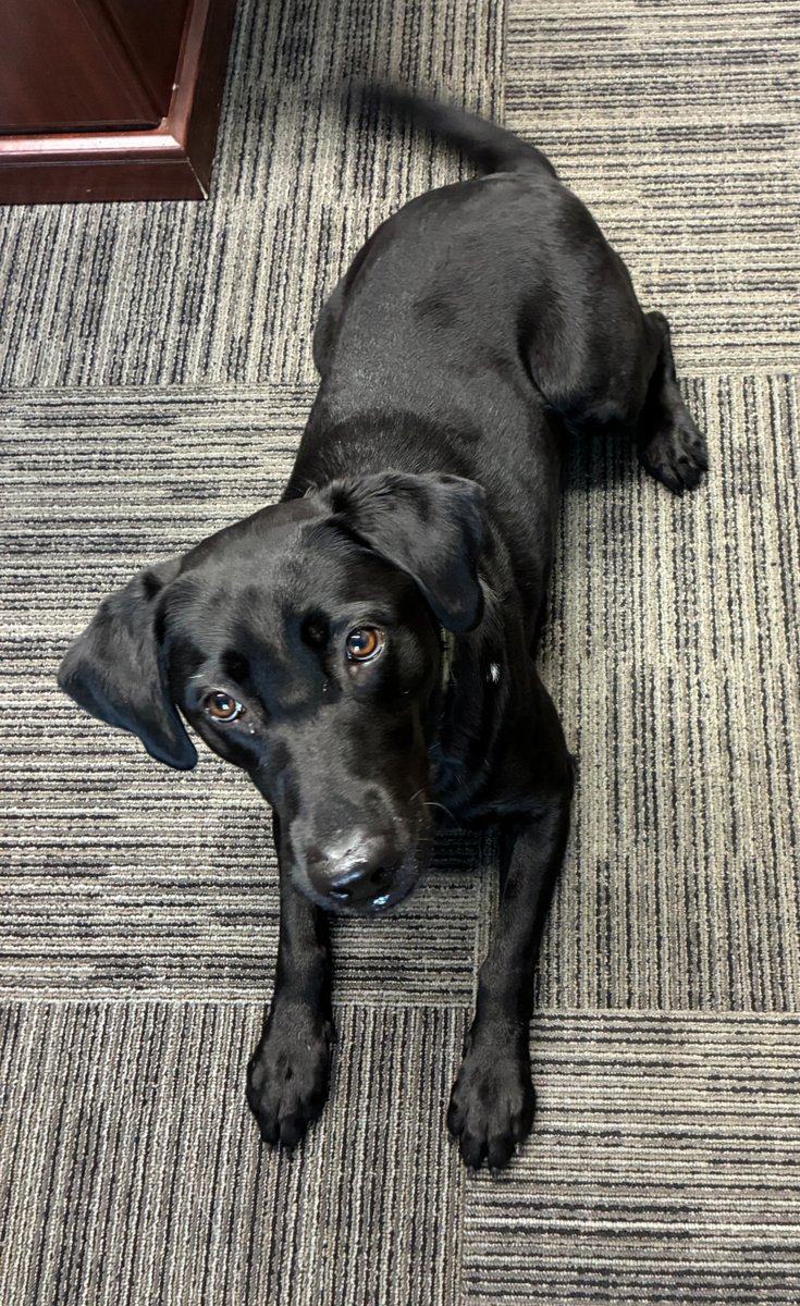WPD Emily is happy that Santa Paws will be visiting tonight.  She also knows that other, not so jolly visitors sometimes take advantage of the holiday distractions which cause people to forget to lock their car doors and take the keys and fobs out of their vehicles when parked.