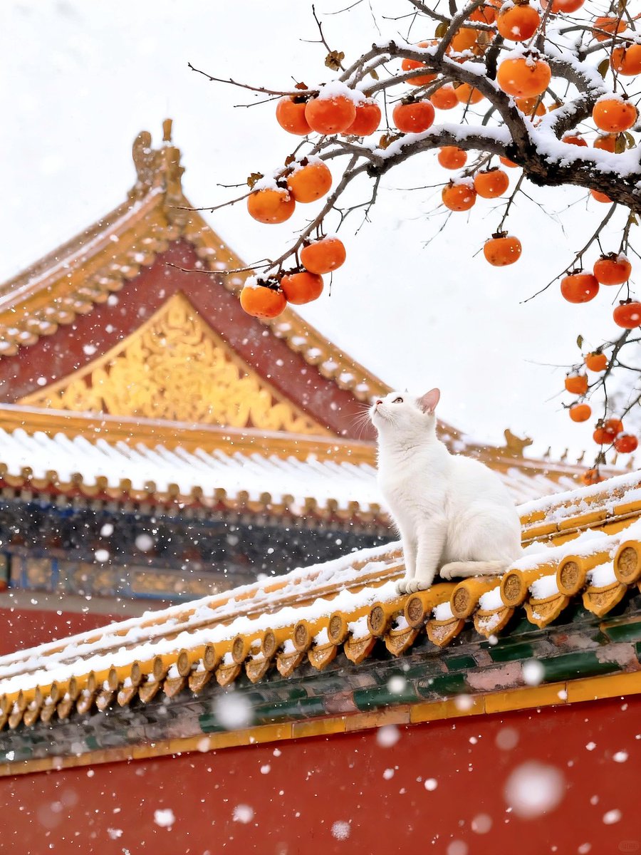 Luu40825988's tweet photo. 飘雪红墙猫咪，一场故宫雪，梦回紫禁城。 https://t.co/lDyhdJVyrH