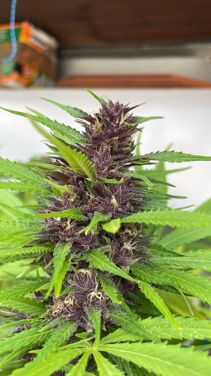 Ritual Seeds tweet media